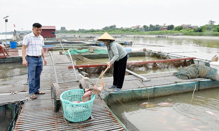 Thương lái đến thu hoạch "nhỏ giọt" cá diêu hồng tại khu vực lồng nuôi của ông Trần Văn Huy, xã Đại Lai.