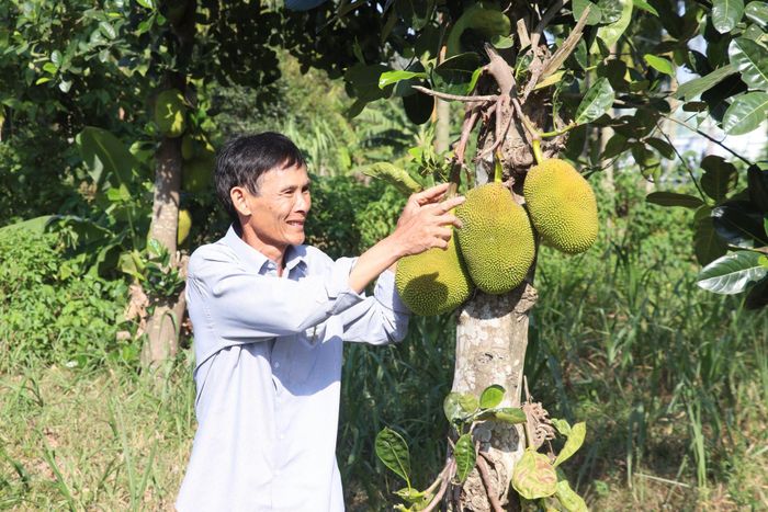 Nông dân xã Hà Nha chủ động sản xuất nông nghiệp theo hướng hàng hóa. Ảnh: TRẦN TRÚC