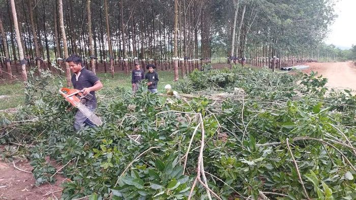  Người dân phát dọn cao su bàn giao mặt bằng thi công tuyến kênh chính. Ảnh: N.D 