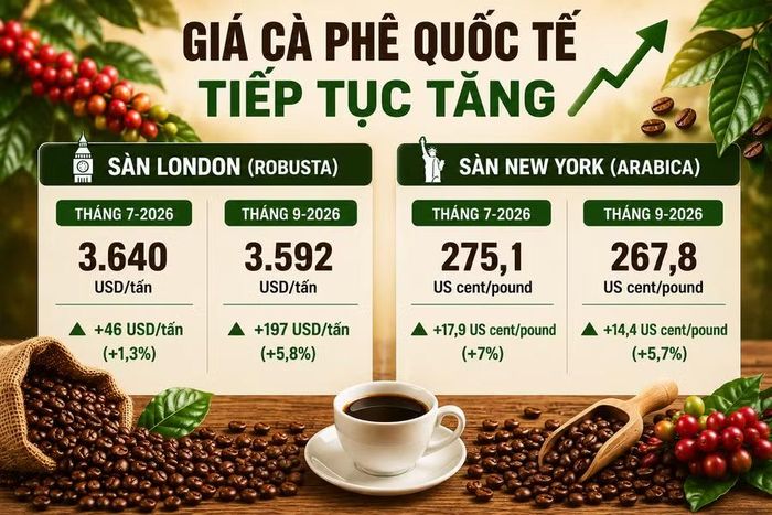  Giá cà phê trên thị trường quốc tế tiếp đà tăng trong ngày 23-6. Ảnh: AI/M.T 