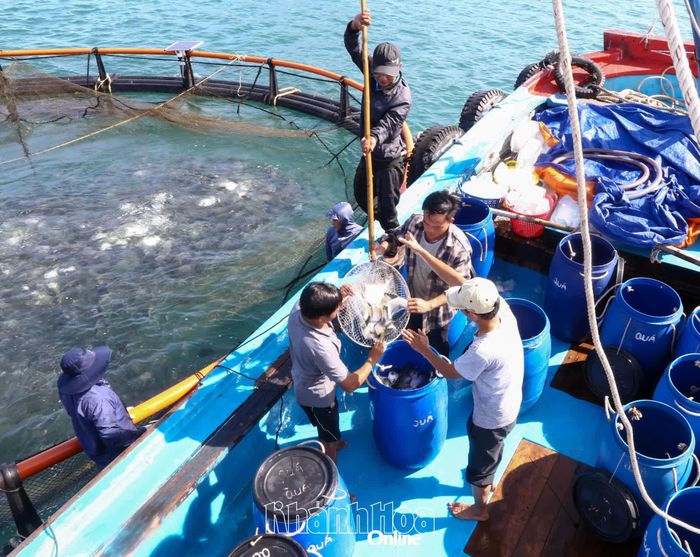 Người dân thu hoạch cá chim vây vàng nuôi tại khu vực Hòn Nội.