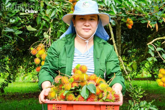 Nông dân trên địa bàn tỉnh thu hoạch chôm chôm.