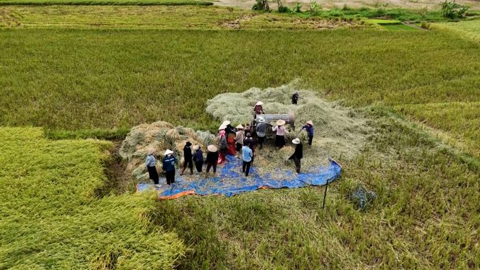 Người dân tích cực thu hoạch lúa.