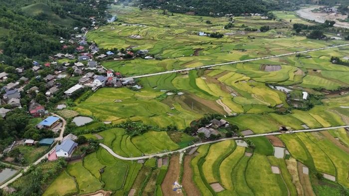 Mùa vàng đã trở lại trên cánh đồng sau lũ.