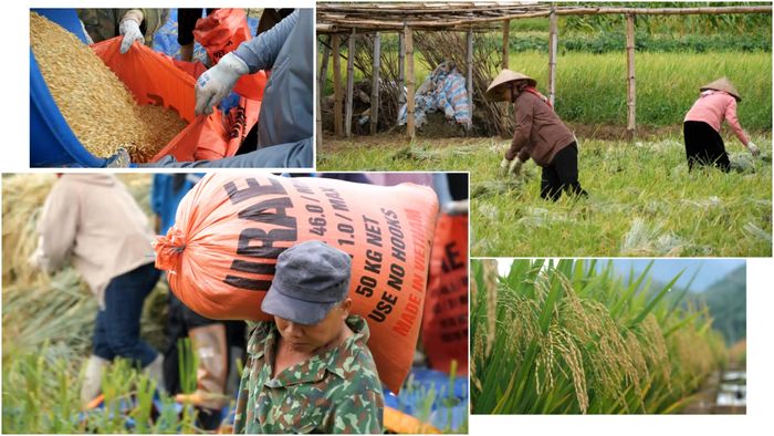 Mỗi hạt thóc thu hoạch được đều thấm đẫm mồ hôi, công sức và cả những tháng ngày kiên trì vượt khó.