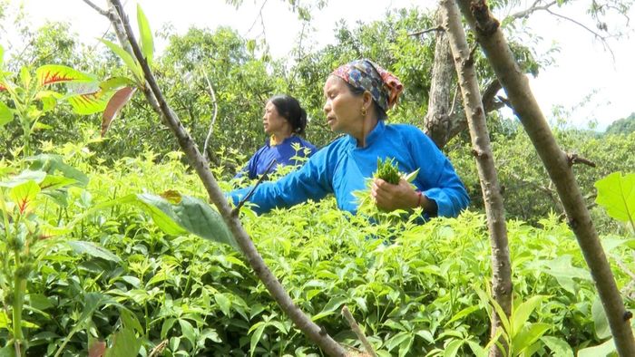 Người dân xã Bắc Hà chủ động điều chỉnh thời gian và kỹ thuật chăm sóc cây trồng nhằm thích ứng với thời tiết nắng nóng kéo dài.