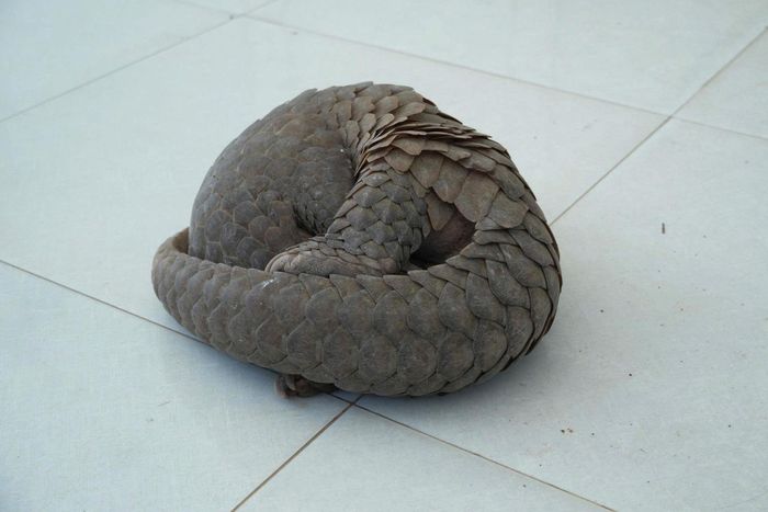 Cá thể tê tê được người dân Lâm Đồng giao nộp