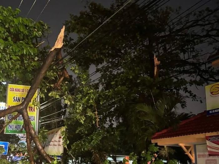 Cây xanh bị dông lốc làm gãy đổ tối 22/6 tại phường Phú Thủy