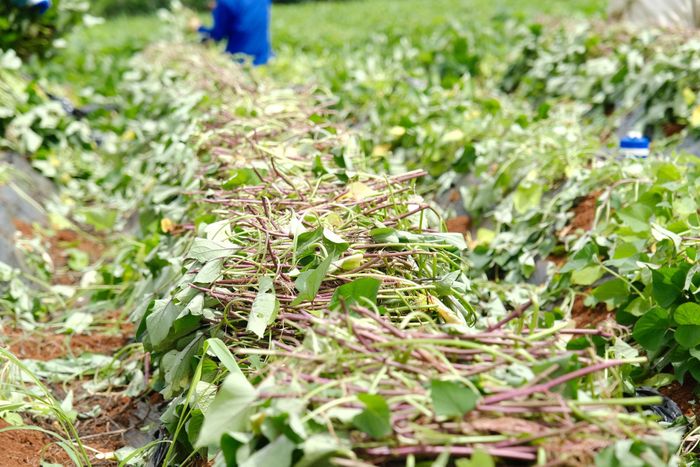 Việc phát triển các vùng sản xuất khoai lang giống chất lượng cao có ý nghĩa quan trọng đối với toàn bộ chuỗi giá trị ngành hàng khoai lang Lâm Đồng