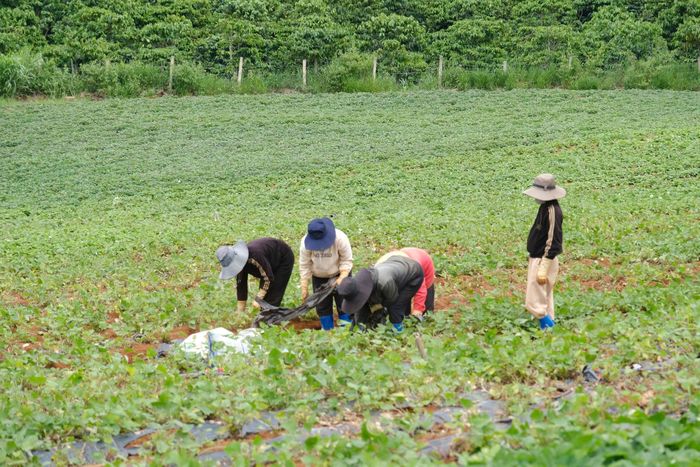 Sau khi thu hoạch xong các lứa giống, nông dân còn tiến hành thu hoạch củ khoai lang thương phẩm