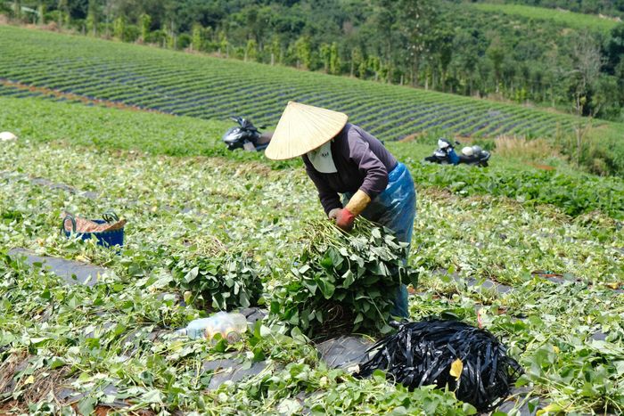 Mỗi ha trồng khoai lang giống cho thu hoạch từ 2 - 3 lứa/vụ