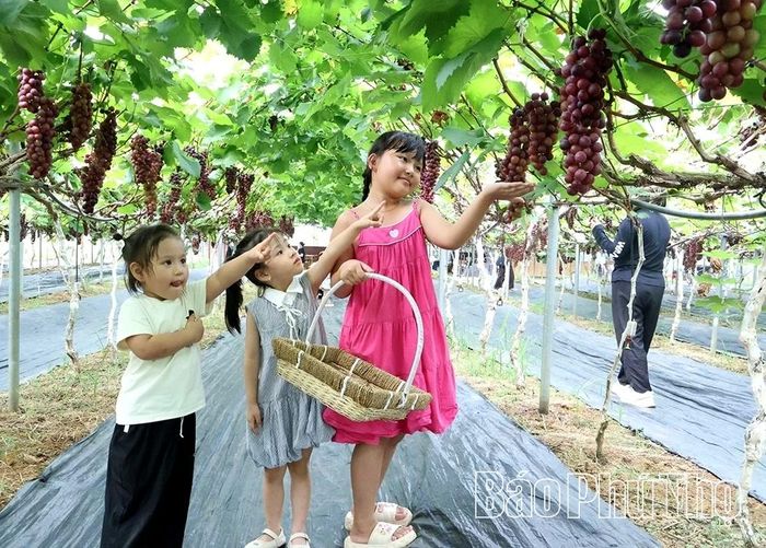 Các bạn nhỏ thích thú khi được ngắm nhìn những chùm nho chín mọng.