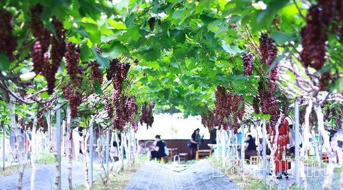 Trung bình mỗi năm, nông trại nho xuất bán ra thị trường 16-17 tấn nho, doanh thu đạt khoảng 2 tỷ đồng.