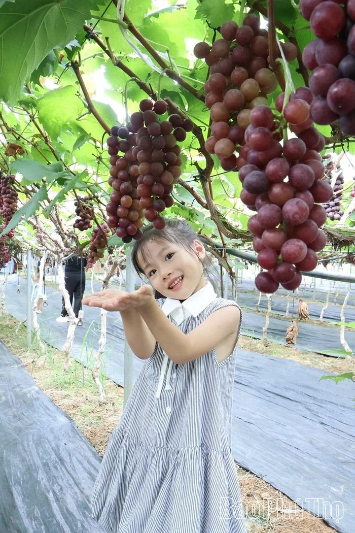 Cuộc thi ảnh “Lạc vào nông trại nho Sông Lô” đang thu hút 300-400 lượt du khách từ khắp nơi đến checkin tại nông trại mỗi ngày.