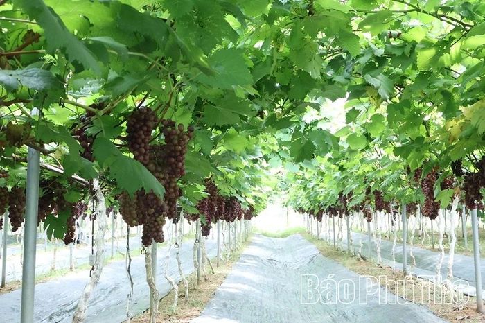 Từ vùng đất bỏ hoang chỉ trồng cây màu ngắn ngày, Trần Duy Đoan đã biến đất cằn thành vườn nho xanh tốt.