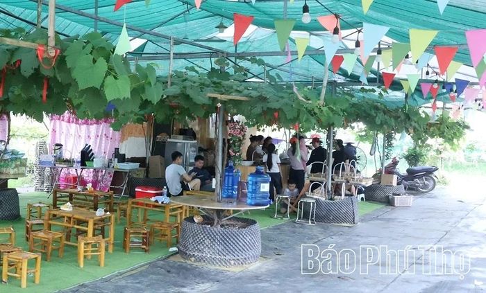 Đến với nông trại, du khách vừa thoải mái checkin miễn phí, vừa có thể dừng chân ở khu tiếp đón nghỉ ngơi để thưởng thức những trái nho tươi cắt tại vườn và uống ly nước ép nho thơm ngọt.