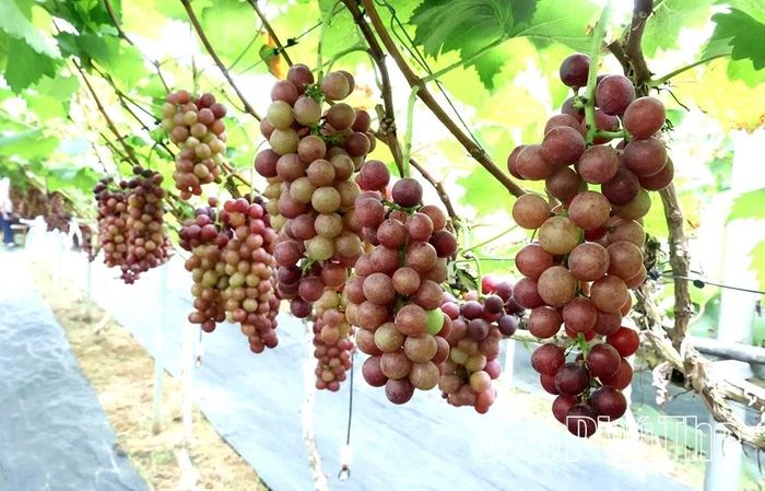Với thành công từ 3.600m2 trồng nho ban đầu, sau 6 năm phát triển, đến nay tổng diện tích trồng nho của nông trại đã mở rộng lên 16.000m2. Năm 2023, sản phẩm nho Hạ Đen, nho mẫu đơn của nông trại đã được chứng nhận đạt tiêu chuẩn VietGap.