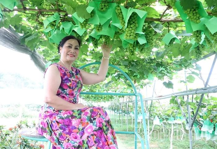 Vườn nho sữa Hàn khoảng 1 tháng nữa sẽ bắt đầu cho thu hoạch.