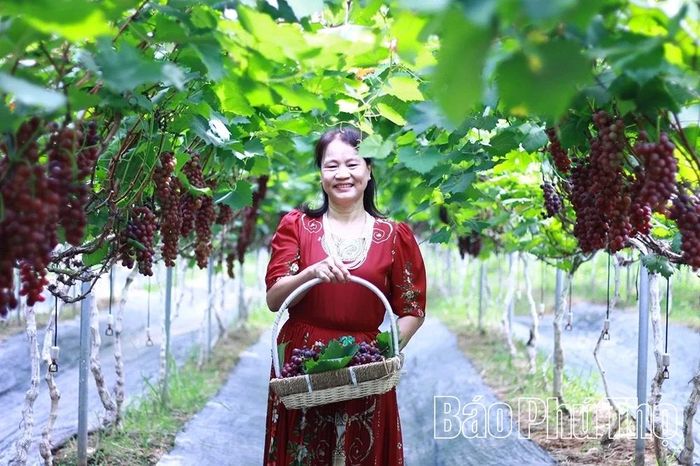 Từ việc đảm bảo các tiêu chí an toàn đến chất lượng sản phẩm quả nho thơm, ngon ngọt, giòn, nông trại nho sạch Sông Lô đã trở thành điểm đến của du khách gần xa trong chuyến trải nghiệm du lịch nông nghiệp.