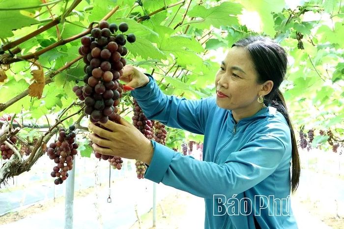 Khoảng 70% sản lượng nho được bán lẻ tại vườn cho du khách thăm quan, trải nghiệm, số còn lại được đưa vào hệ thống siêu thị Aone ở Hà Nội, Hải Phòng.