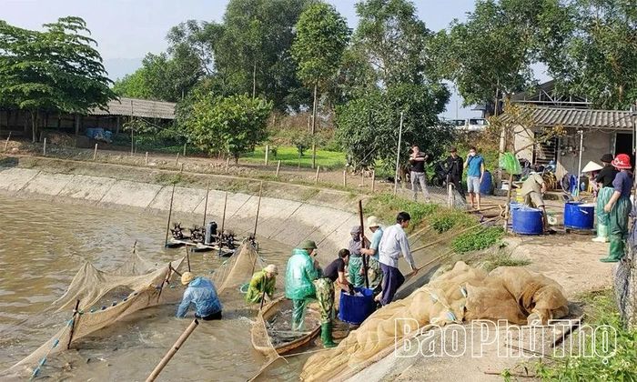 Người dân xã Thanh Thủy thu hoạch cá.
