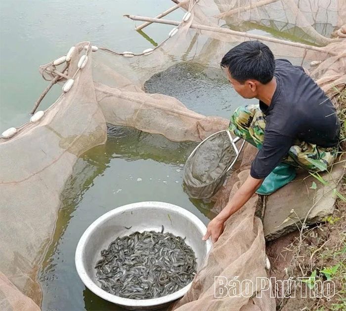 Người dân thu hoạch cá chạch tại xã Minh Thắng.