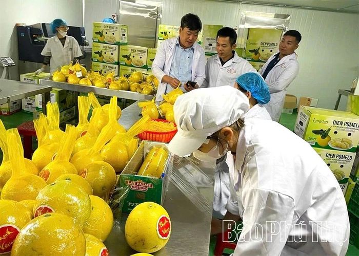 Việc đẩy mạnh ứng dụng KHCN góp phần mở đường cho các sản phẩm của tỉnh ngày càng vươn xa. Ảnh: Cán bộ Chi cục trồng trọt và Bảo vệ thực vật tỉnh hướng dẫn chủ cơ sở tiếp cận các thông tin về truy xuất nguồn gốc sản phẩm trên các ứng dụng số.