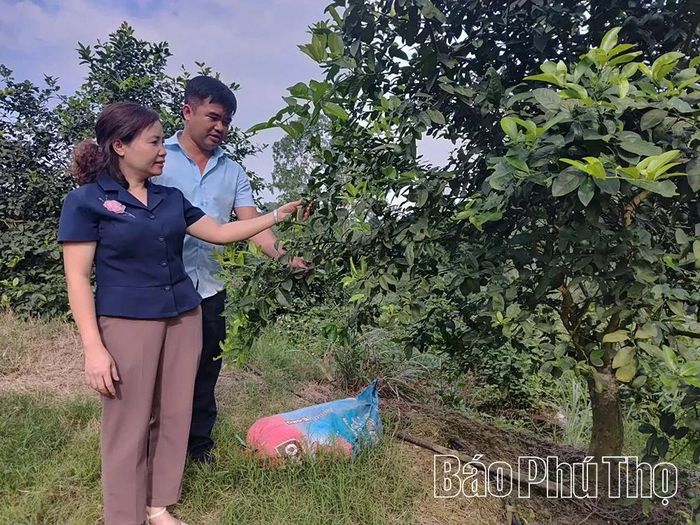 Mô hình trồng chanh hàng hóa của gia đình anh Hoàng Văn Sơn đang mở ra hướng phát triển kinh tế mới cho nông dân xã Bằng Luân.