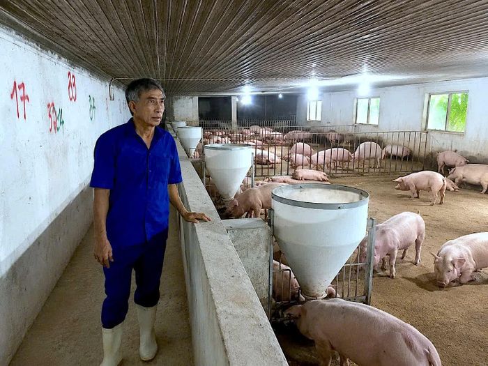 Mô hình chăn nuôi lợn hữu cơ của nông dân Võ Doãn Thụ, ở xã Vĩnh Linh - Ảnh: Q.N