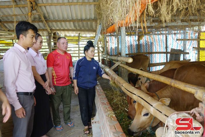 Cán bộ Phòng Giao dịch Ngân hàng CSXH Yên Châu kiểm tra việc sử dụng vốn vay của gia đình tại xã Yên Châu.