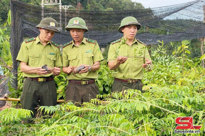 Cán bộ Ban Quản lý Khu rừng đặc dụng Xuân Nha kiểm tra chất lượng cây giống trước khi trồng.