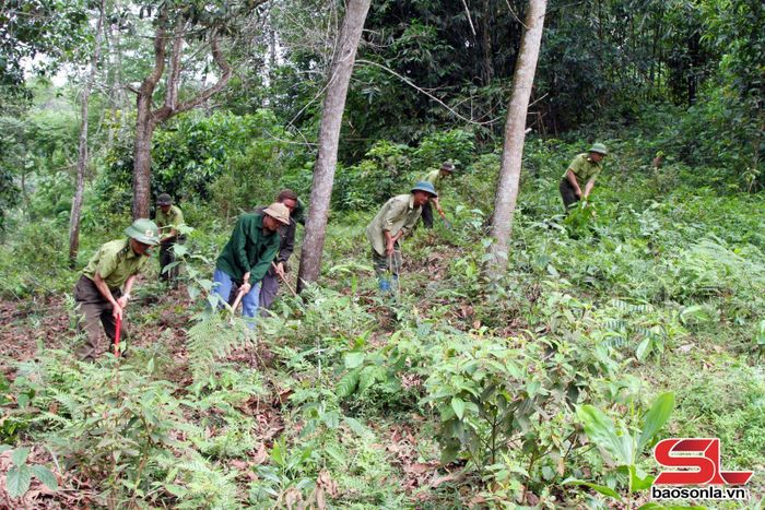 Cán bộ kiểm lâm cùng bà con bản Khò Hồng, xã Chiềng Sơn phát dọn thực bì.