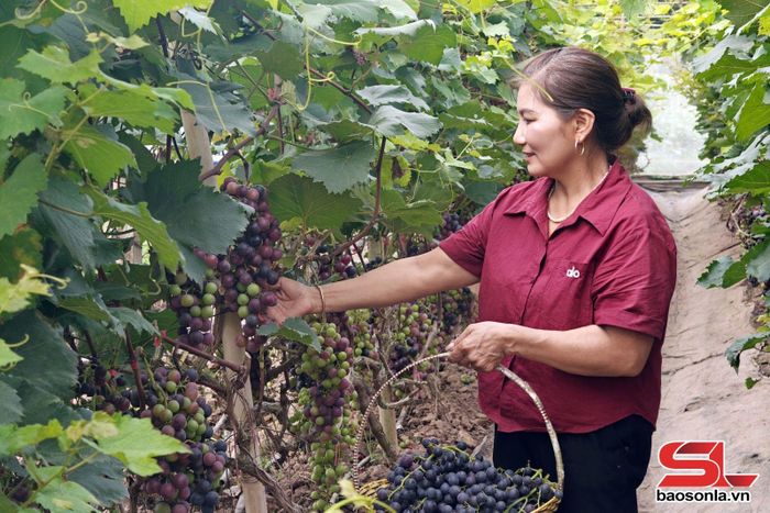 Bà Vũ Thị Huê, tổ dân phố Bãi Sậy, phường Mộc Châu thu hái nho.
