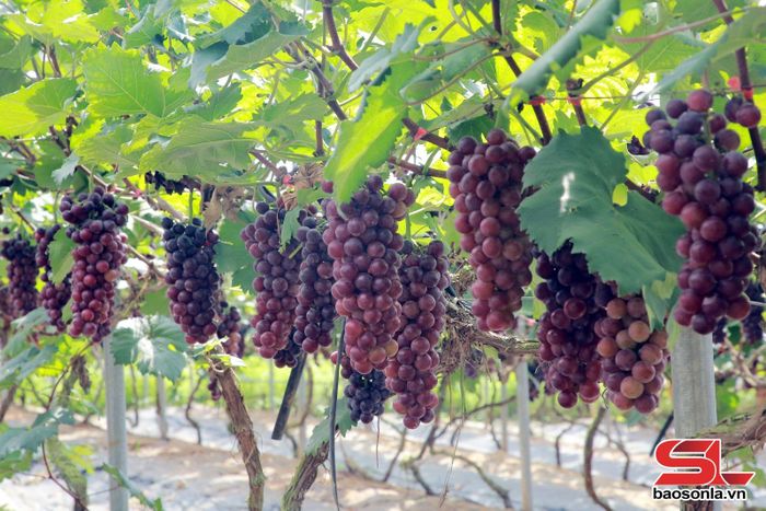 Những chùm nho sai trĩu quả.