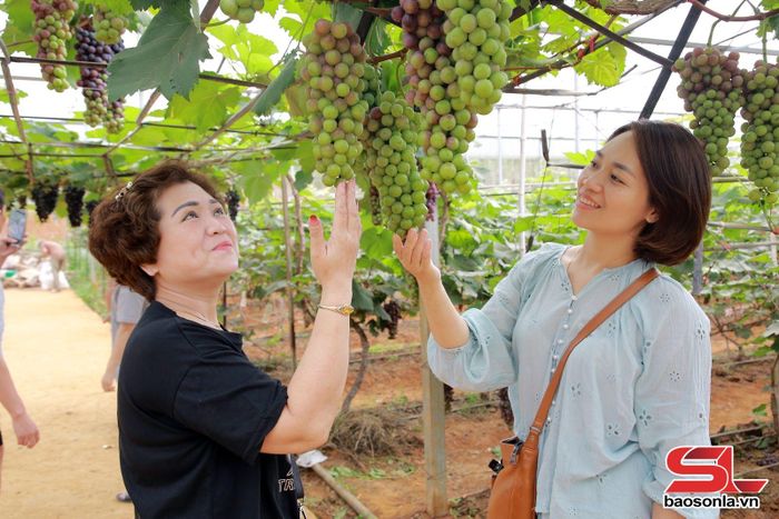 Du khách thích thú với những chùm nho sai trĩu quả.