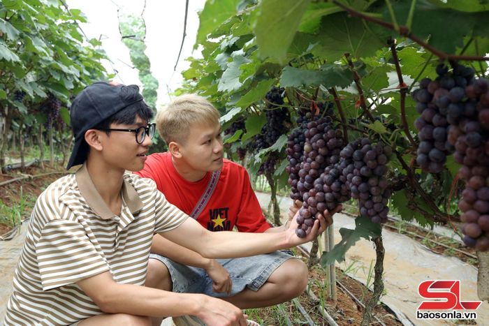 Du khách trải nghiệm hái nho tại vườn.
