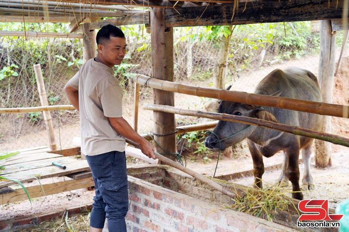 Người dân xã Mường Khiêng tận dụng nguồn phụ phẩm nông nghiệp để phát triển chăn nuôi.