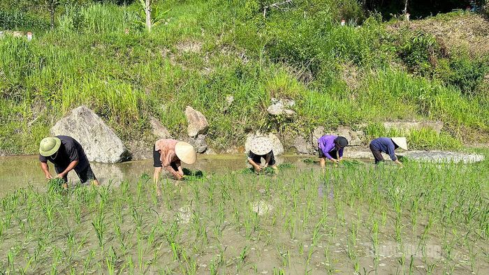 Người dân xuống ruộng cấy lúa, bắt đầu một mùa vụ mới trên những triền núi cao.