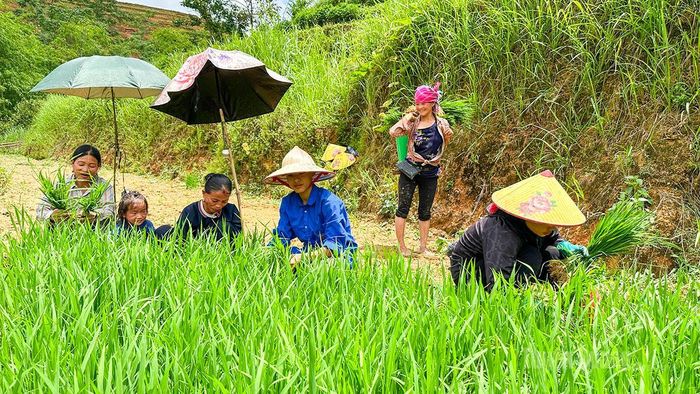Người dân tất bật nhổ mạ, chuẩn bị cho vụ cấy mới.