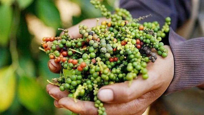 Giá tiêu dao động trong khoảng 136.000 - 138.000 đồng/kg. Ảnh minh họa