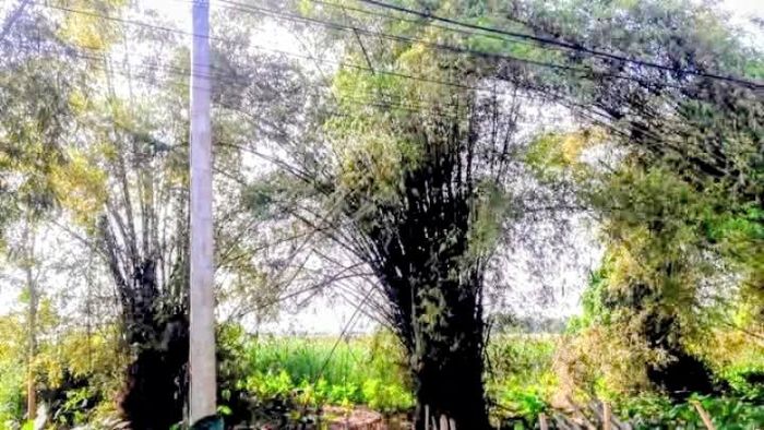 Lũy tre làng cổ bảo vệ làng hiện còn lưu giữ