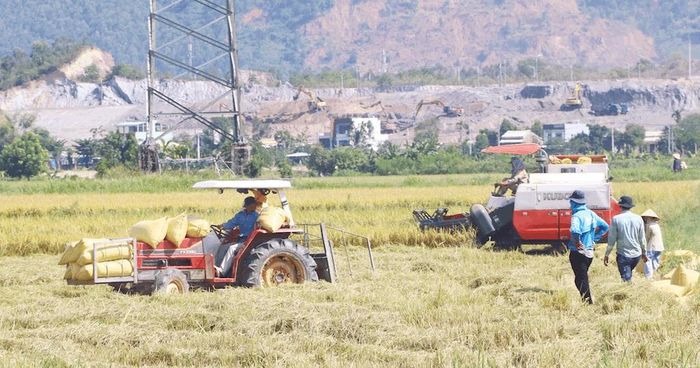 Những cánh đồng lúa của HTX Hòa Tiến 1 là vùng nguyên liệu gắn với nhãn hiệu tập thể “Gạo Hòa Tiến” - tài sản trí tuệ góp phần nâng cao giá trị và sức cạnh tranh cho nông sản địa phương.