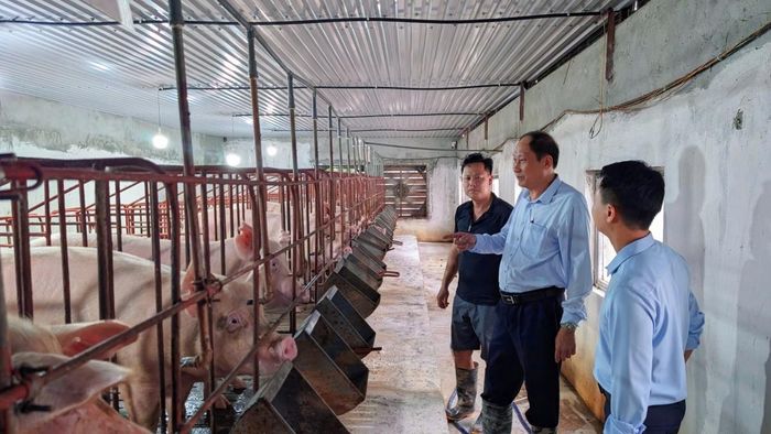 Ông Ngô Văn Thiếp, Chủ tịch HĐQT QTDND Thọ Nghiệp thăm mô hình nuôi lợn khép kín của gia đình anh Nguyễn Văn Dương