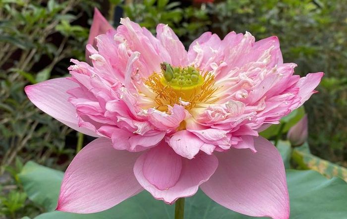 Hình ảnh mang tính minh họa. Ảnh: Thường Nguyên