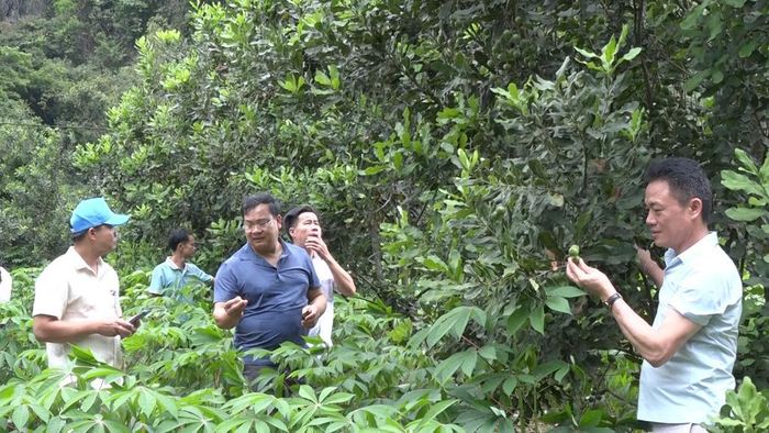  Cán bộ xã Hạ Lang và các xã lân cận khảo sát mô hình trồng mác ca tại xóm Tổng Nưa và Pò Mằn.