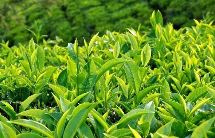 Trà xanh chứa nhiều chất chống oxy hóa, hỗ trợ duy trì năng lượng và cải thiện khả năng tập trung. Ảnh minh họa