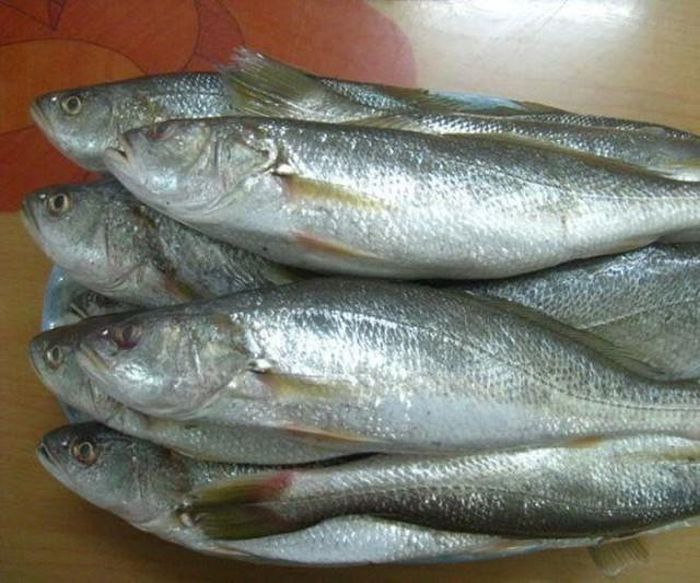 Khác với nhiều loại cá biển khác, thịt cá cu ít tanh, có độ dai vừa phải nhưng vẫn giữ được sự mềm ngọt tự nhiên. Ảnh minh họa