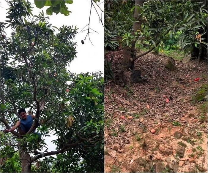 Nam diễn viên không ngần ngại trèo hẳn lên cây xoài cao để hái quả. Phía dưới gốc, vô số trái xoài chín hồng đã rụng lả tả đầy trên mặt đất sau mỗi lần anh rung cành.