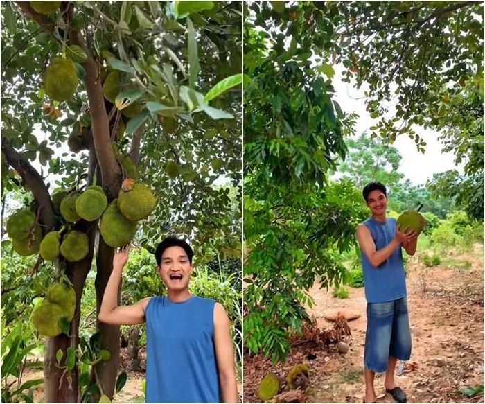 Cây mít cổ thụ quả mọc dày đặc, sai từ gốc lên đến ngọn cùng vườn xoài chín đỏ rực khiến Mạc Văn Khoa dễ dàng thu hoạch được cả một thau đầy.