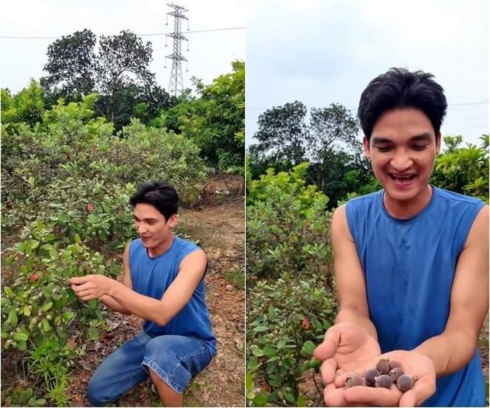Thức quà tuổi thơ gây "bão" mạng: Mạc Văn Khoa hào hứng khoe những trái sim rừng chín mọng vừa hái từ bụi sim tím trong vườn, mang lại cảm giác bồi hồi cho nhiều khán giả.